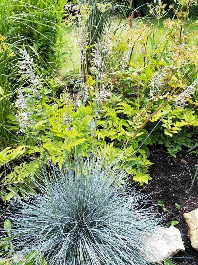 Festuca glauca ‘Elijah Blue’ – Blue Fescue