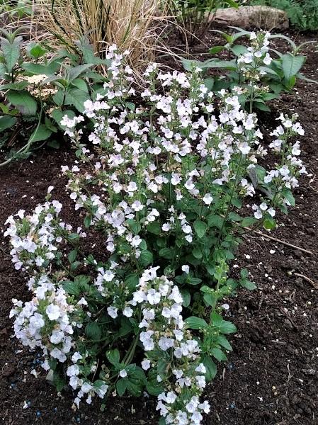 Calamintha Nepeta Ssp. Nepeta