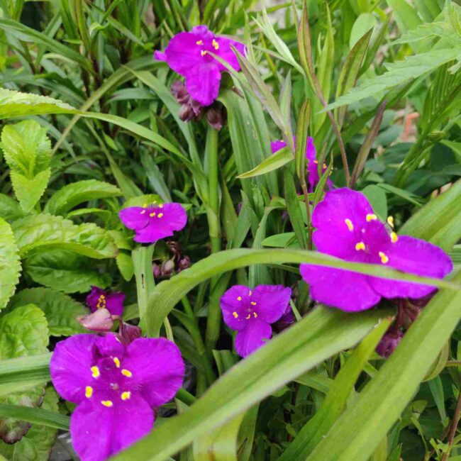 Tradescantia ‘Carmine Glow’