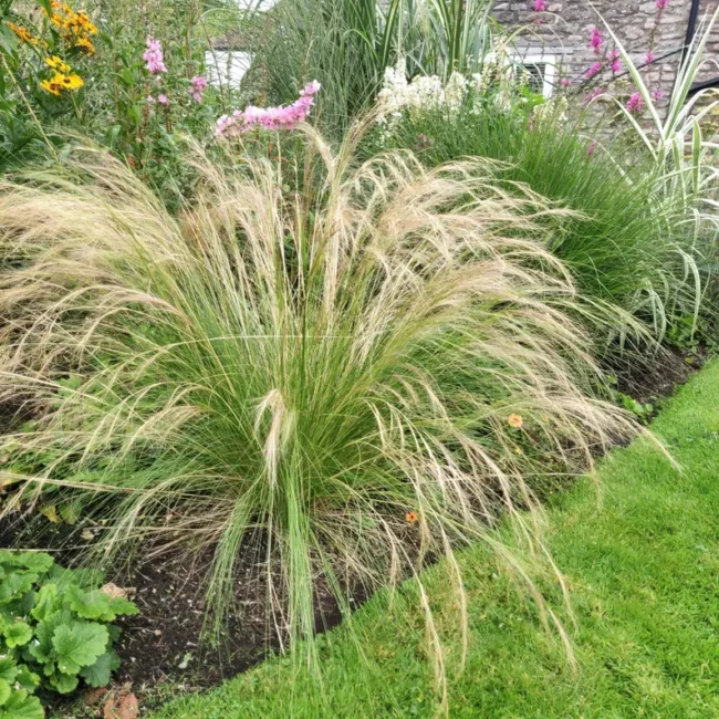 Stipa tenuissima – Mexican Feather Grass