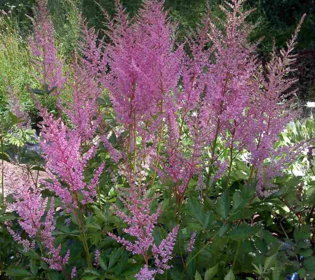 garden plant flowering