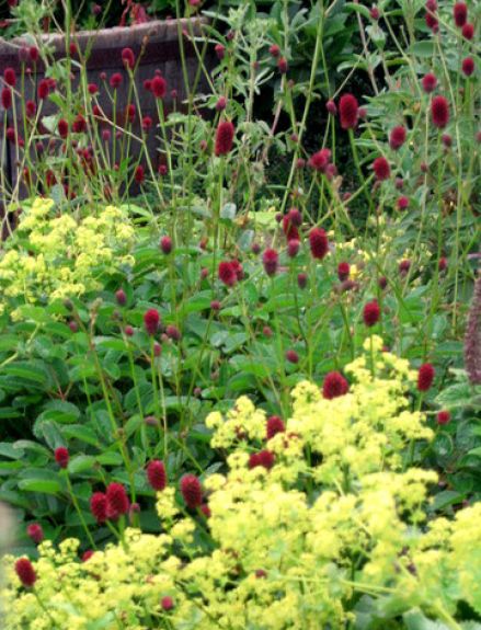 Sanguisorba ‘Tanna’ – Small Burnet