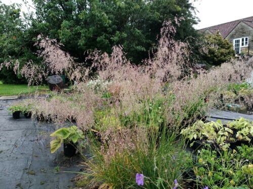 Stipa gigantea – Golden Oat Grass