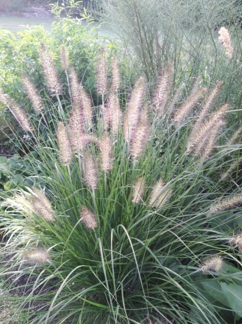 Pennisetum alopecuroides ‘Hameln’ – Chinese Fountain Grass