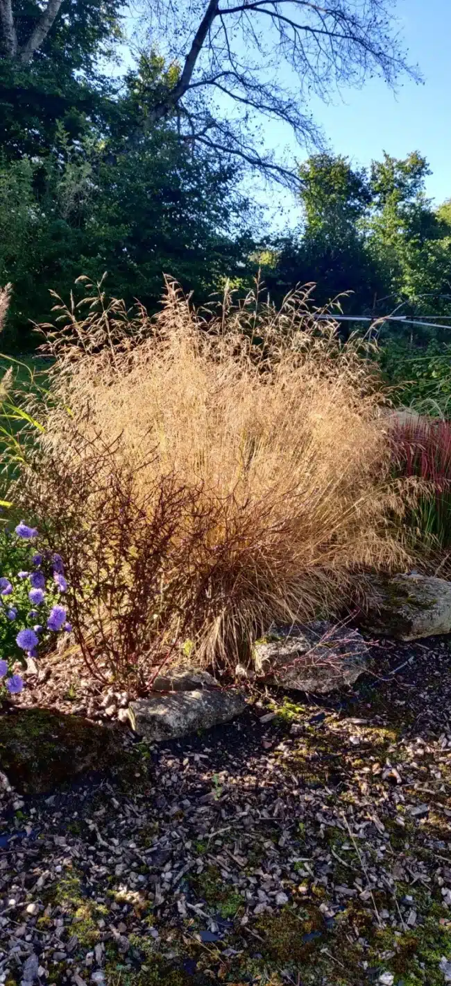 Deschampsia cespitosa ‘Golden Dew’ – Tufted Hair Grass