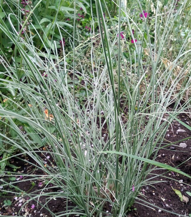 Miscanthus sinensis ‘Morning Light’ – Variegated Maiden Grass