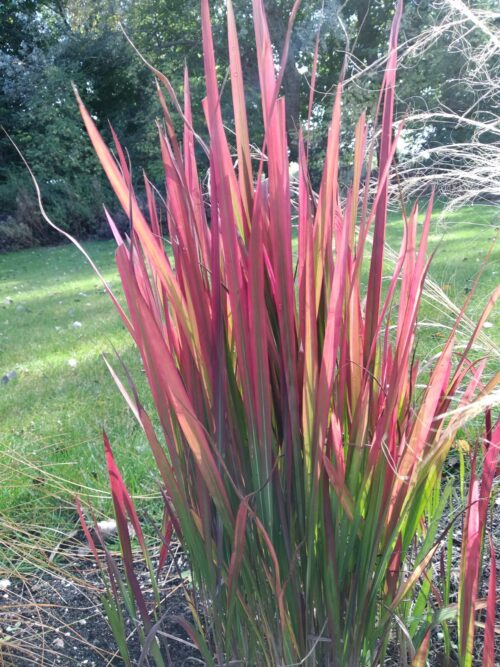 garden flower