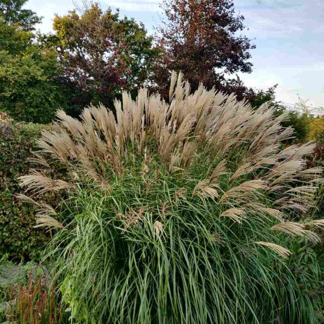 garden plant flowering