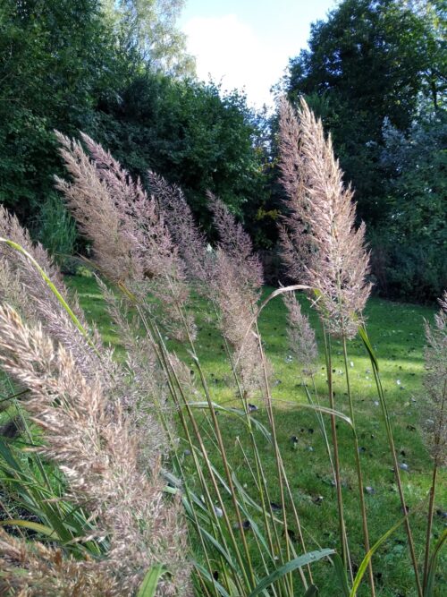 Calamagrostis brachytricha – Korean Feather Reed Grass
