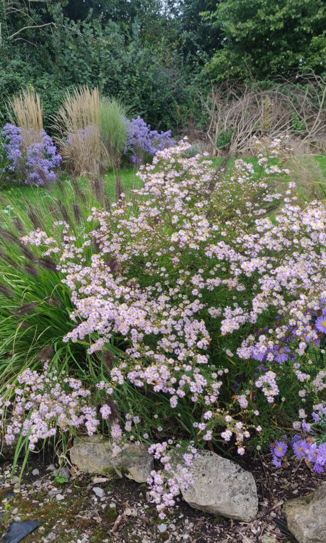 Aster ericoides ‘Pink Cloud’