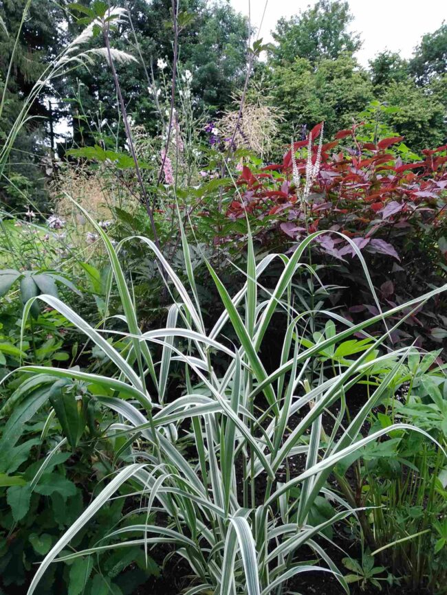 Miscanthus sinensis ‘Cosmopolitan’ – Variegated Maiden Grass