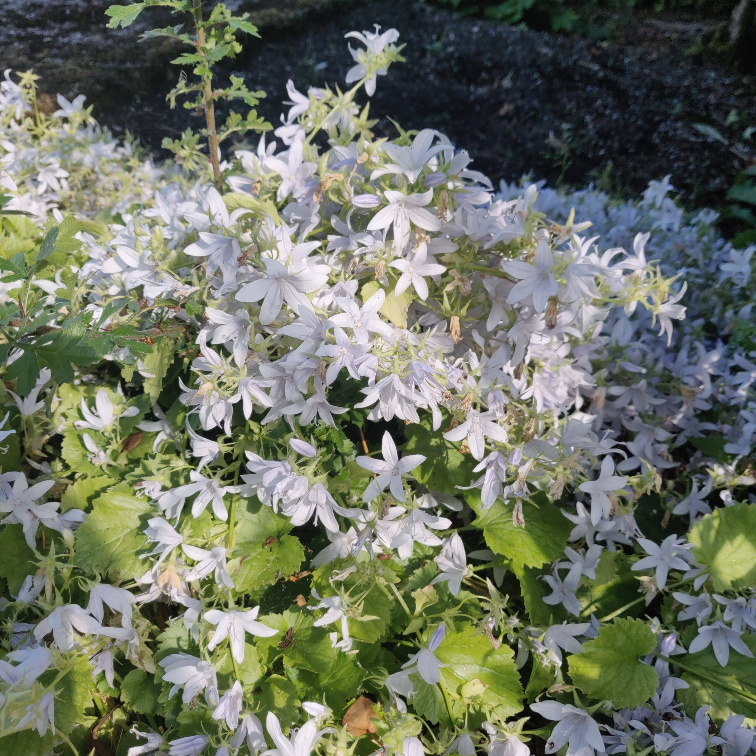 Campanula ‘E. H. Frost’ – Trailing Bellflower