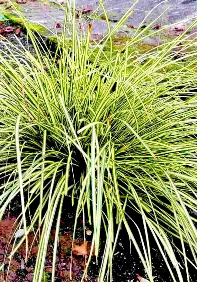 Carex oshimensis ‘Evergold’ – Japanese Sedge