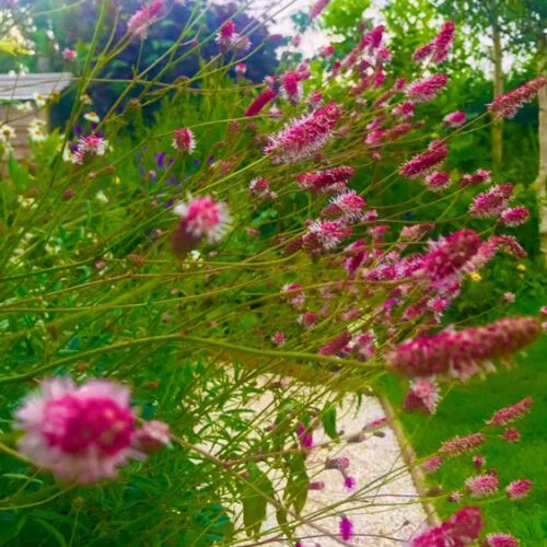Sanguisorba 'Pink tanna'