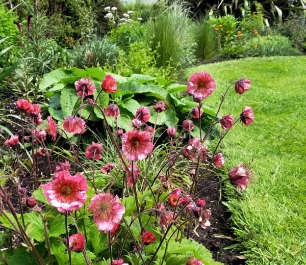Geum ‘Bell Bank’