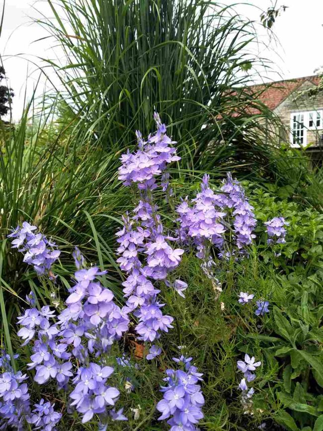 Veronica ‘Ionian Skies’ – sky blue speedwell
